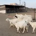 ضان مراح