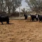 العرض معزا عوارض مراح واحد دفيع وضريع