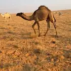 قعود مفرود طيب