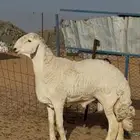 فحل حري فاخر معرف ضغط عالي
