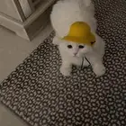 قطة اسكتلندية للبيع