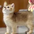 كيتن برتش