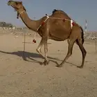 ساحلية حمراء كفو