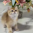 برتش انثى شورت هير