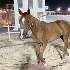 مهر شعبي