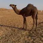 قعود
