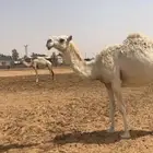 لقحه على الباتلي ولد حراق السوم 9000