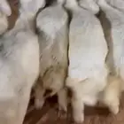 حريات ذبايح