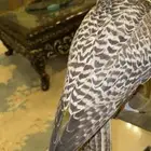 للبيع قرموشه