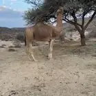 بعير احمر