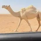 ضريبه مبيوع ولدها