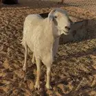 فحل حري