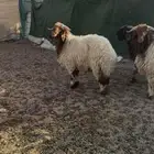 طليان