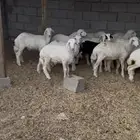 طليان تربية رقم 1