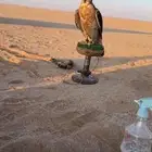 شاهين مفقود اليوم السبت1447 6 8 حي المهدية ج(