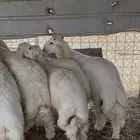 ذبيحه حري بري