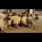 غنم نعيم دفيع