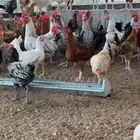 دجاج بلدي وفرنسي