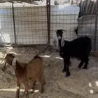 جفره عرضيه والده