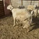 للبيع طلي فحل حري صنف رباع مشروط شرط كفوو