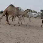 بكره فتاه عليانيه ضغط عالي