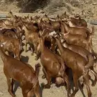 معزا دهم ولد متابيع