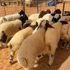 نعيم