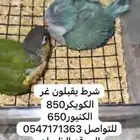 كويكر وكنيور قرين شيك يلو سايد
