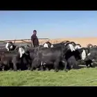 مراح عوارض صنف فااخره دفيع شرط فرصه للقناي