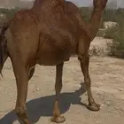 للبيع ناقه ملاقي حمرا دم ساحليه كفووو (( تم البيع ))