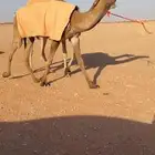 للبيع بكرة صفرا