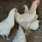 للبيع دجاج لوهمان بياض