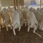 ذبيحه ذبايح فاخره يوجد تمارا