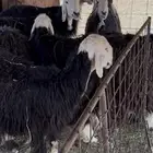 غنم. نجد مضاريع. قريبه ودفيع