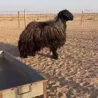خروف فحل عربي