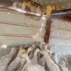 بط بكيني