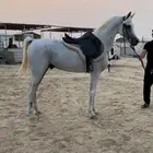 حصان شعبي شيخ