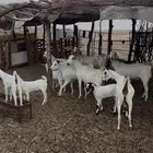 معزا بيشيات