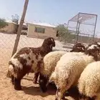 خرفان نعيمي بلدي هرافي وجذع جبر