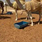 بكرتين وضح كفو