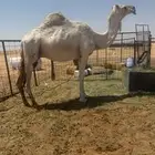لقحه وضحا طيبه