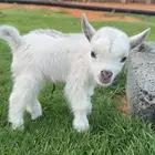 صغار ماعز القزم