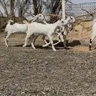 جفرات مطورات خصصصم