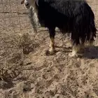 فحل نجدي