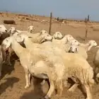 ضان حريه مراح واحد