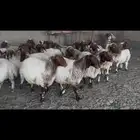 غنم نعيم دفيع ومقاني