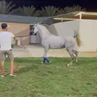 مهر ولد الكساندر