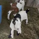 دواغير تيوس مطورات