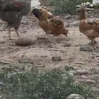 مواشي وطيور