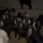 تيوس للبيع العدد 48